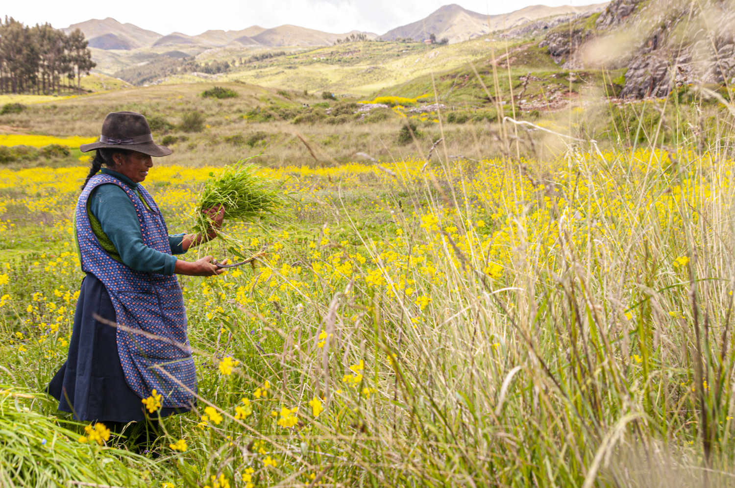 Fotografía color. Una mujer trabaja cosecha el campo en Perú.